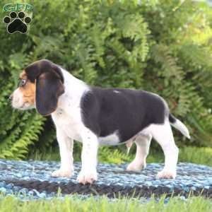 Peter, Beagle Puppy