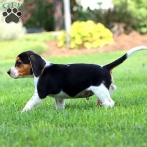 Peter, Beagle Puppy