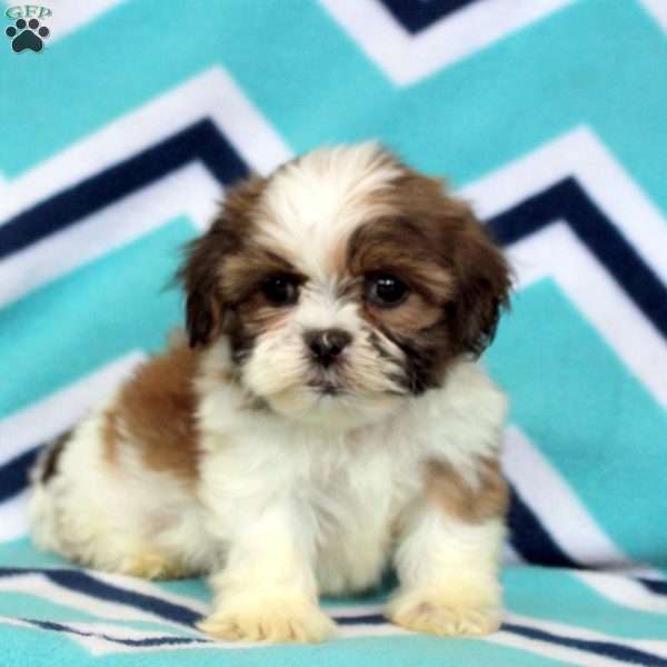Petra, Shih Tzu Puppy