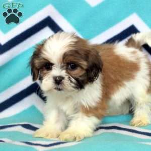 Petra, Shih Tzu Puppy