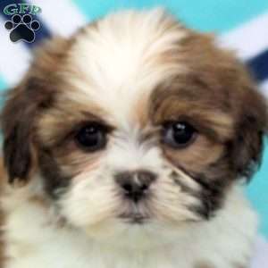 Petra, Shih Tzu Puppy