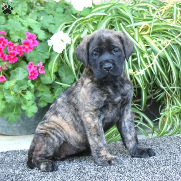 Petunia, English Mastiff Puppy