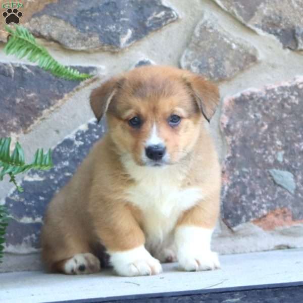 Petunia, Pembroke Welsh Corgi Puppy