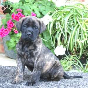 Petunia, English Mastiff Puppy