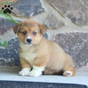 Petunia, Pembroke Welsh Corgi Puppy