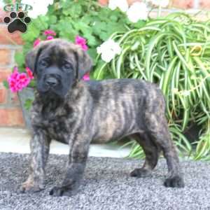 Petunia, English Mastiff Puppy