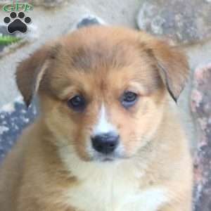 Petunia, Pembroke Welsh Corgi Puppy