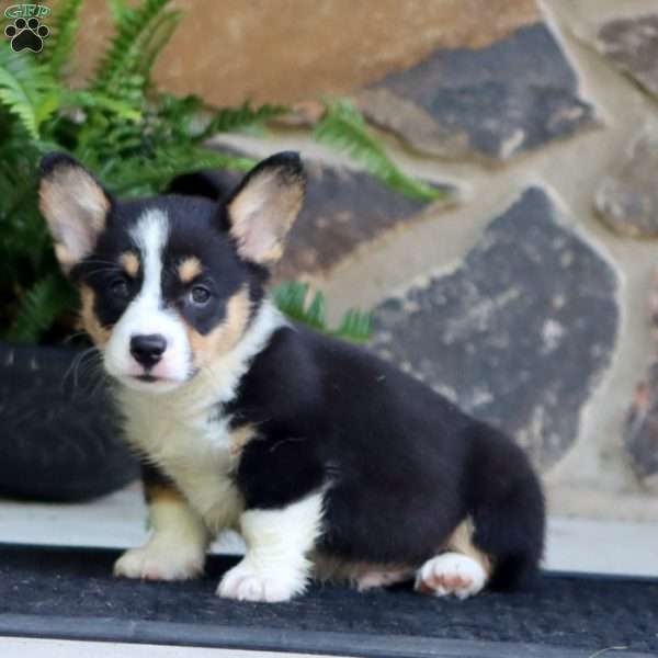 Peyton, Pembroke Welsh Corgi Puppy