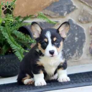 Peyton, Pembroke Welsh Corgi Puppy