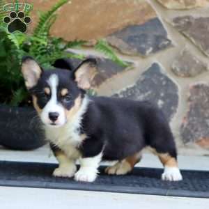 Peyton, Pembroke Welsh Corgi Puppy