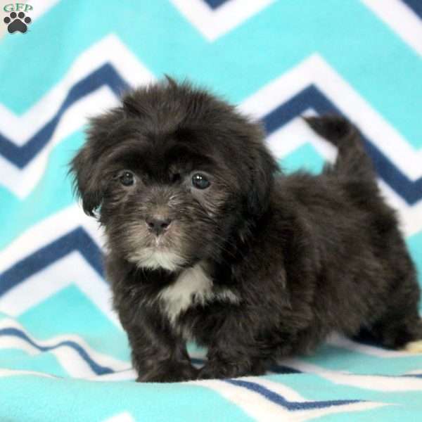 Philip, Shih Tzu Puppy