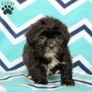 Philip, Shih Tzu Puppy