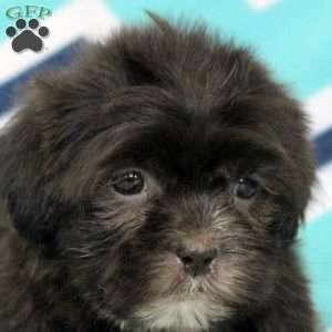 Philip, Shih Tzu Puppy