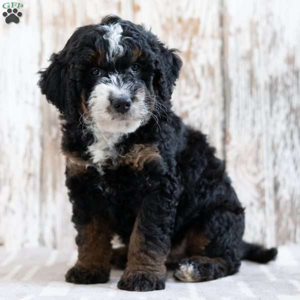 Philly, Mini Bernedoodle Puppy