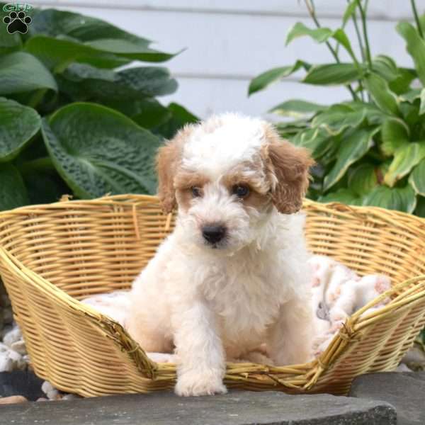 Phineas, Mini Goldendoodle Puppy