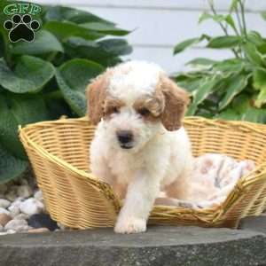 Phineas, Mini Goldendoodle Puppy
