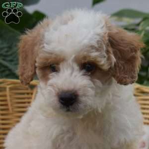 Phineas, Mini Goldendoodle Puppy