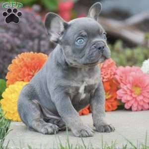 Titan, French Bulldog Puppy