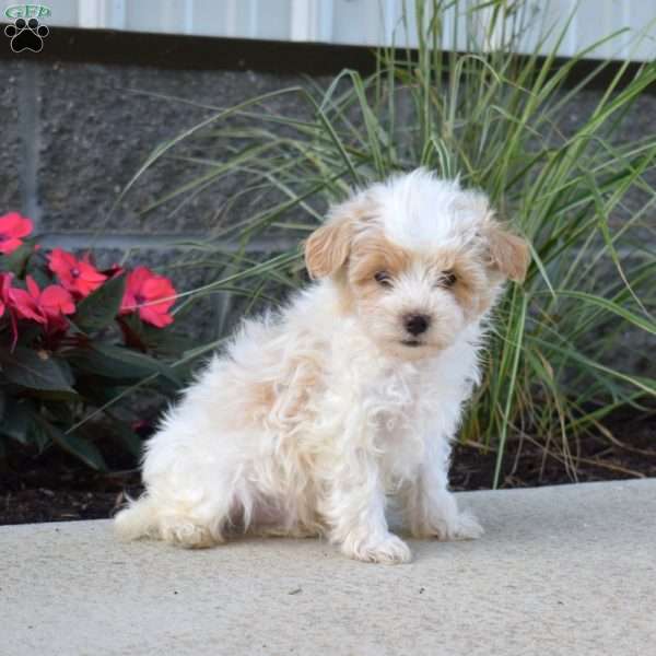 Pickles, Maltipoo Puppy