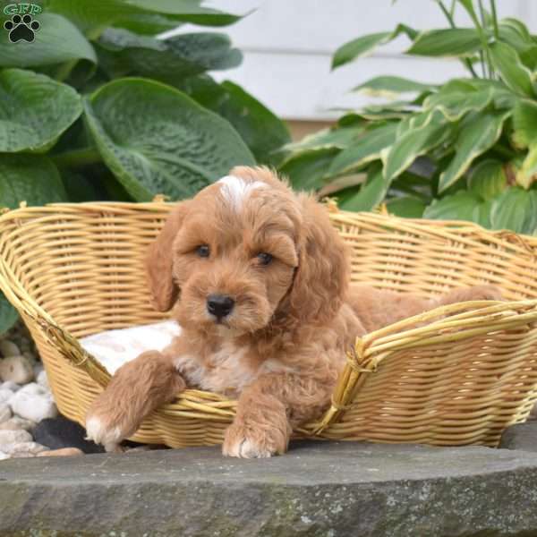Pickles, Mini Goldendoodle Puppy