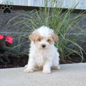 Pickles, Maltipoo Puppy