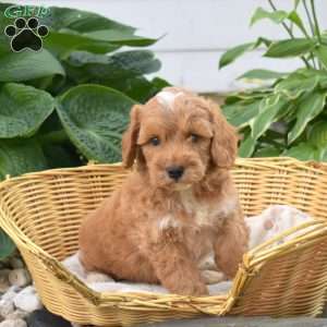 Pickles, Mini Goldendoodle Puppy