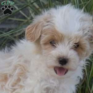 Pickles, Maltipoo Puppy