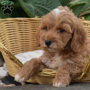Pickles, Mini Goldendoodle Puppy