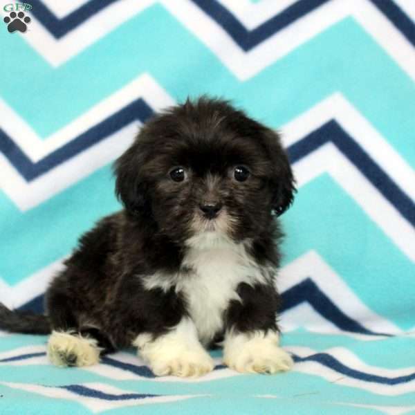 Pierce, Shih Tzu Puppy
