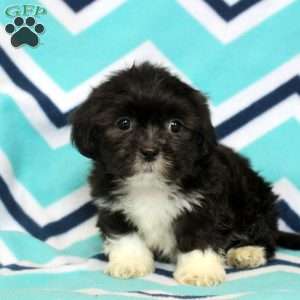 Pierce, Shih Tzu Puppy