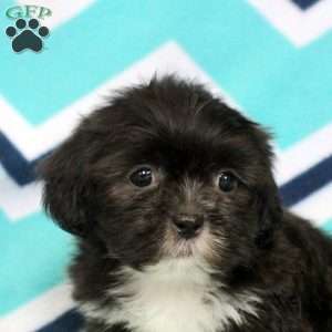 Pierce, Shih Tzu Puppy