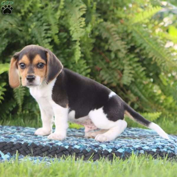 Pip Squeak, Beagle Puppy