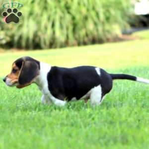 Pip Squeak, Beagle Puppy
