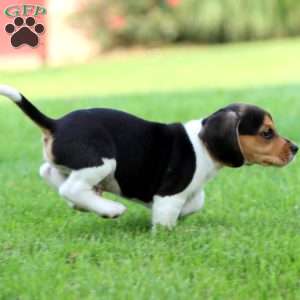 Pip Squeak, Beagle Puppy