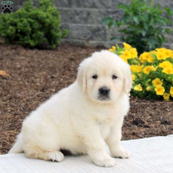 Piper, English Cream Golden Retriever Puppy