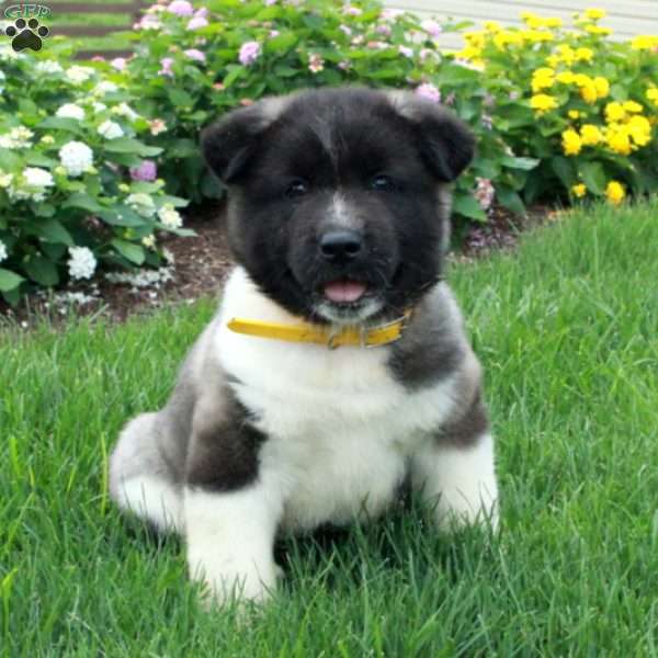 Piper, Akita Puppy