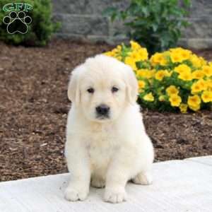 Piper, English Cream Golden Retriever Puppy