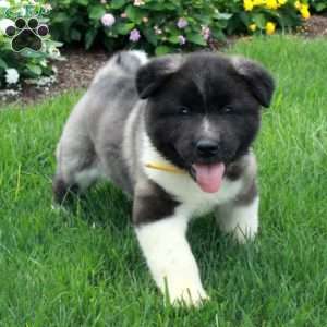 Piper, Akita Puppy