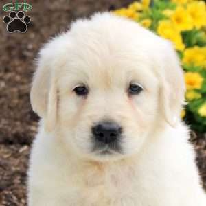 Piper, English Cream Golden Retriever Puppy