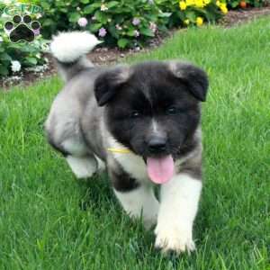 Piper, Akita Puppy