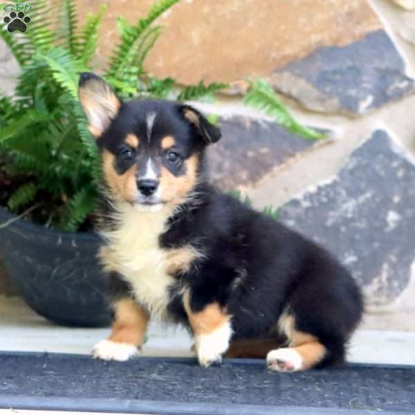 Piper, Pembroke Welsh Corgi Puppy