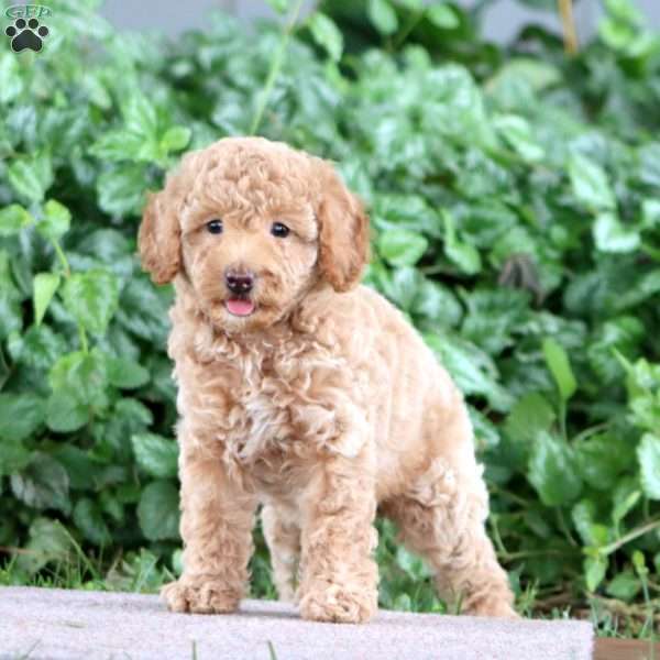 Piper, Miniature Poodle Puppy