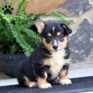Piper, Pembroke Welsh Corgi Puppy