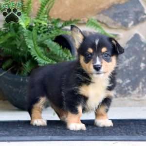 Piper, Pembroke Welsh Corgi Puppy