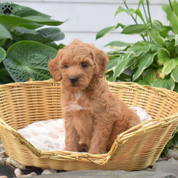 Pixie, Mini Goldendoodle Puppy