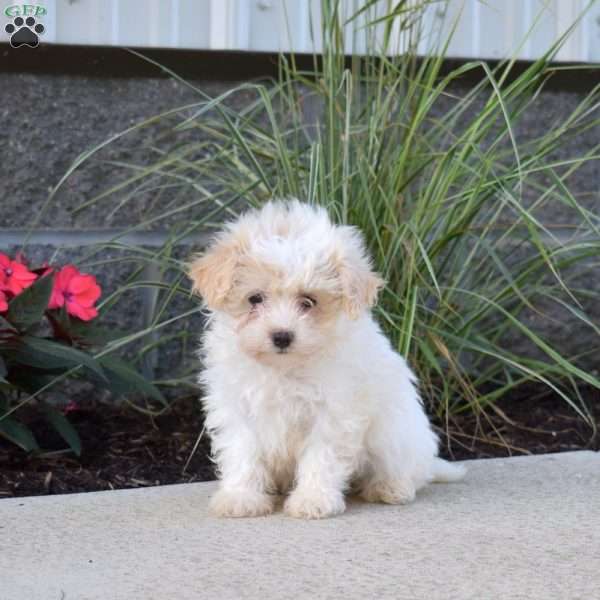 Pixie, Maltipoo Puppy