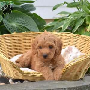 Pixie, Mini Goldendoodle Puppy
