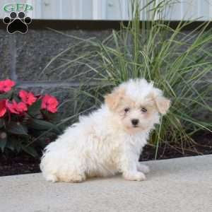 Pixie, Maltipoo Puppy