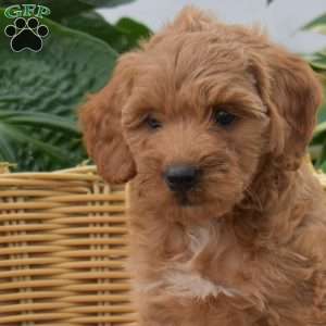 Pixie, Mini Goldendoodle Puppy