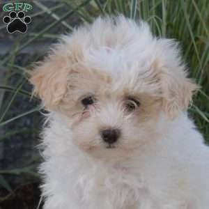 Pixie, Maltipoo Puppy